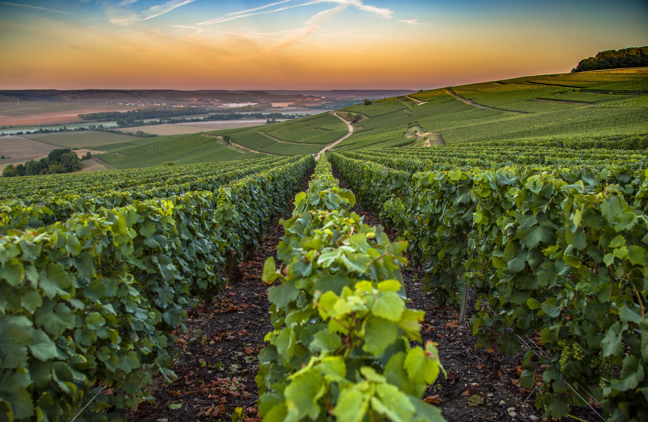 Champagne tasting for beginners – English edition 27th March at 8 PM